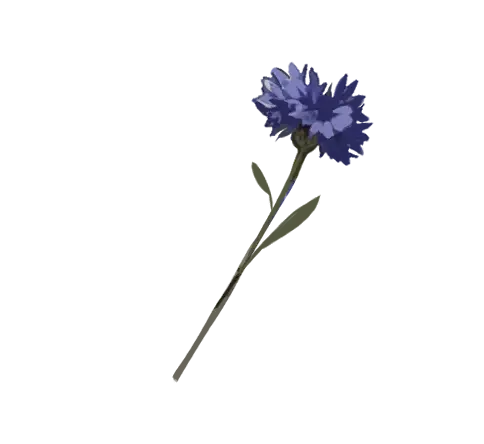 Blue Kornblume